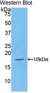 FITC-Linked Polyclonal Antibody to Podocin (PDCN)