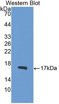 Polyclonal Antibody to Gamma-synuclein (SNCG)