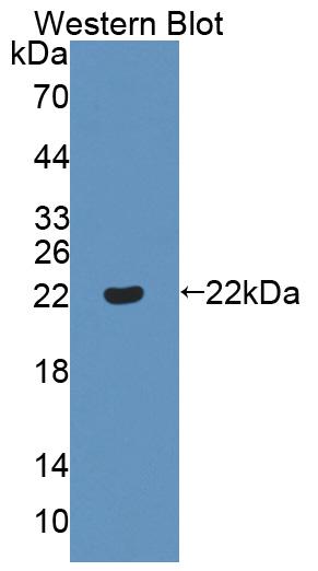 PAA950Hu01.jpg