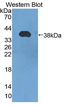 Polyclonal Antibody to Heat Shock Transcription Factor 4 (HSF4)