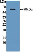 Polyclonal Antibody to Kallikrein 1 (KLK1)