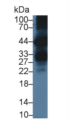 Polyclonal Antibody to Kallikrein 1 (KLK1)