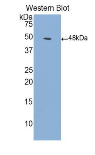 PAA969Hu02.jpg