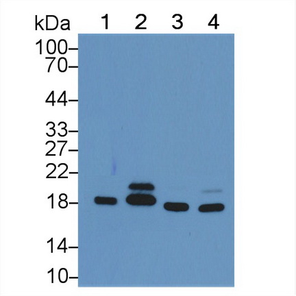 Polyclonal Antibody to Cyclophilin A (CYPA)