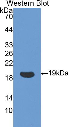 Polyclonal Antibody to Cyclophilin A (CYPA)