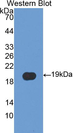 Polyclonal Antibody to Cyclophilin A (CYPA)