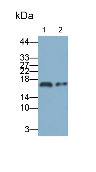 Polyclonal Antibody to Acid Phosphatase 1 (ACP1)