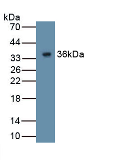 Polyclonal Antibody to Glypican 4 (GPC4)