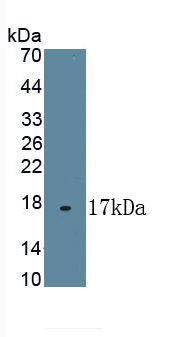 Polyclonal Antibody to High Density Lipoprotein (HDL)