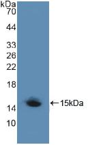 Polyclonal Antibody to Low Density Lipoprotein Receptor Related Protein 1 (LRP1)