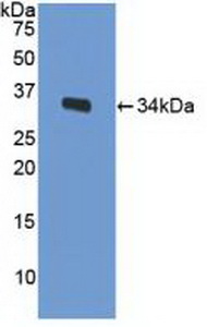 Polyclonal Antibody to Low Density Lipoprotein Receptor Related Protein 1 (LRP1)