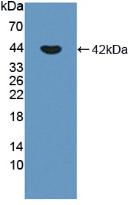 Polyclonal Antibody to Placental Cadherin (P-cadherin)