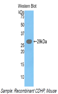 Polyclonal Antibody to Placental Cadherin (P-cadherin)