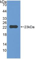 Polyclonal Antibody to Integrin Associated Protein (IAP)