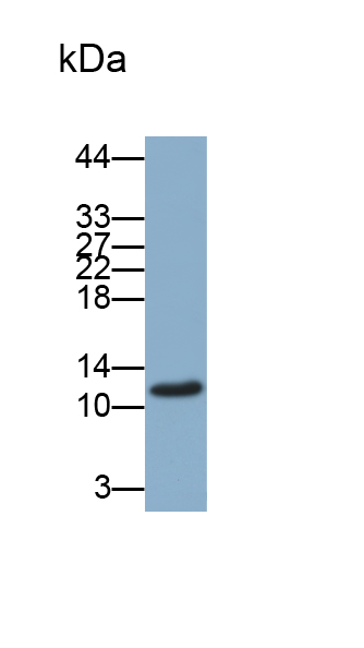 Polyclonal Antibody to Alpha-Lactalbumin (aLA)