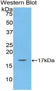 Polyclonal Antibody to Angiopoietin Like Protein 4 (ANGPTL4)