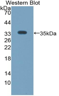 PAB019Mu71.jpg