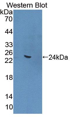 Polyclonal Antibody to Angiopoietin Like Protein 4 (ANGPTL4)