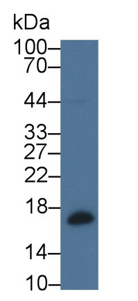 Polyclonal Antibody to Beta-Lactoglobulin (bLg)