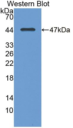 Polyclonal Antibody to Neuromedin U (NMU)