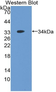 Polyclonal Antibody to Ubiquitin Activating Enzyme E1 Like Protein (UBE1L)