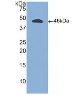 Polyclonal Antibody to Protein Tyrosine Phosphatase Receptor Type C (CD45)