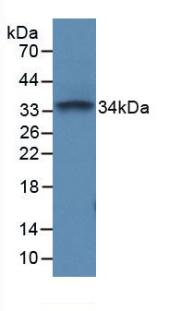 Polyclonal Antibody to Protein Tyrosine Phosphatase Receptor Type C (CD45)