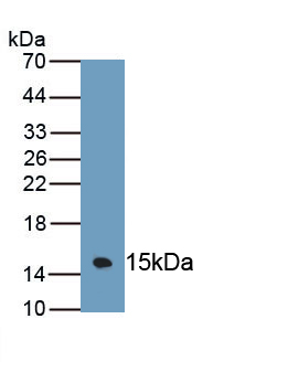 Polyclonal Antibody to Mucin 3 (MUC3)