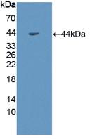 Polyclonal Antibody to Growth Hormone Receptor (GHR)