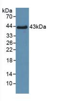 Polyclonal Antibody to Surfactant Associated Protein D (SPD)