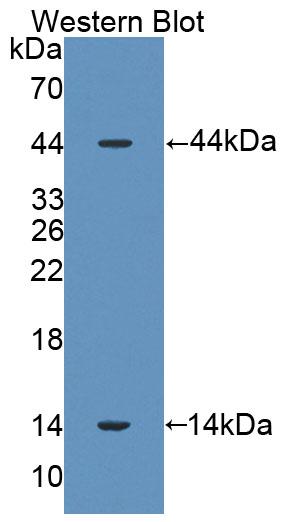 Polyclonal Antibody to Surfactant Associated Protein D (SPD)