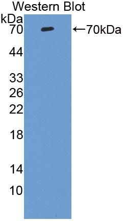 Polyclonal Antibody to Vitronectin (VTN)