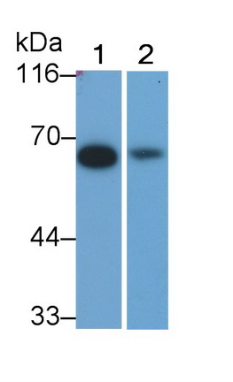 Polyclonal Antibody to Vitronectin (VTN)