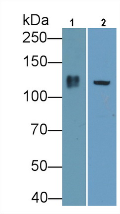 PAB042Hu02.jpg