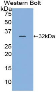 Polyclonal Antibody to Transcriptional Activator Myb (c-Myb)