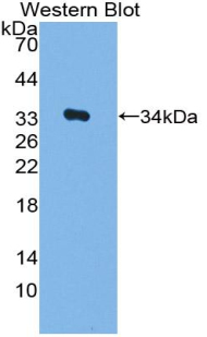 Polyclonal Antibody to Transcriptional Activator Myb (c-Myb)