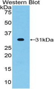 Polyclonal Antibody to Cluster Of Differentiation 15 (CD15)