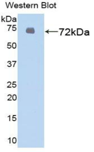 Polyclonal Antibody to Heat Shock 70kDa Protein 1 Like Protein (HSPA1L)