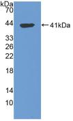 Polyclonal Antibody to Tryptase (TPS)