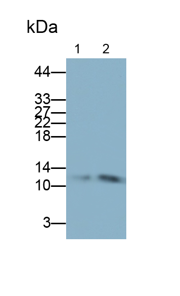 Polyclonal Antibody to S100 Calcium Binding Protein A13 (S100A13)