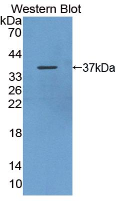 PAB091Mu71.jpg