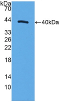 Polyclonal Antibody to Motility Related Protein (MRP1)
