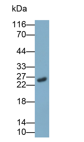 Polyclonal Antibody to Myosin Light Chain 1 (MYL1)