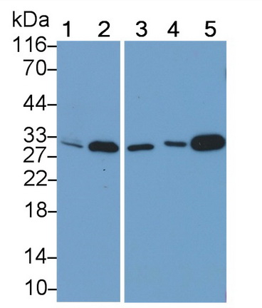 Polyclonal Antibody to Myogenin (MYOG)