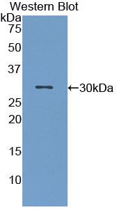 Polyclonal Antibody to Macrophage Stimulating Protein (MSP)