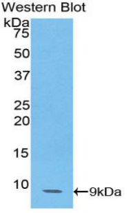 Polyclonal Antibody to Chemokine C-C-Motif Ligand 14 (CCL14)