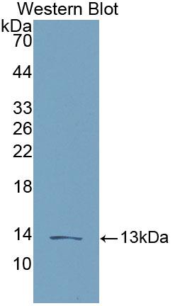 Polyclonal Antibody to Chemokine C-C-Motif Ligand 16 (CCL16)