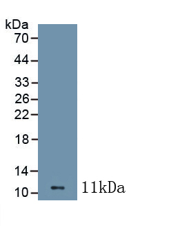 PAB132Mu01.jpg