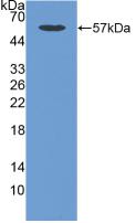 Polyclonal Antibody to Cadherin, Osteoblast (CDHOB)