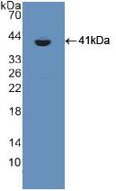 PAB141Ra01.jpg